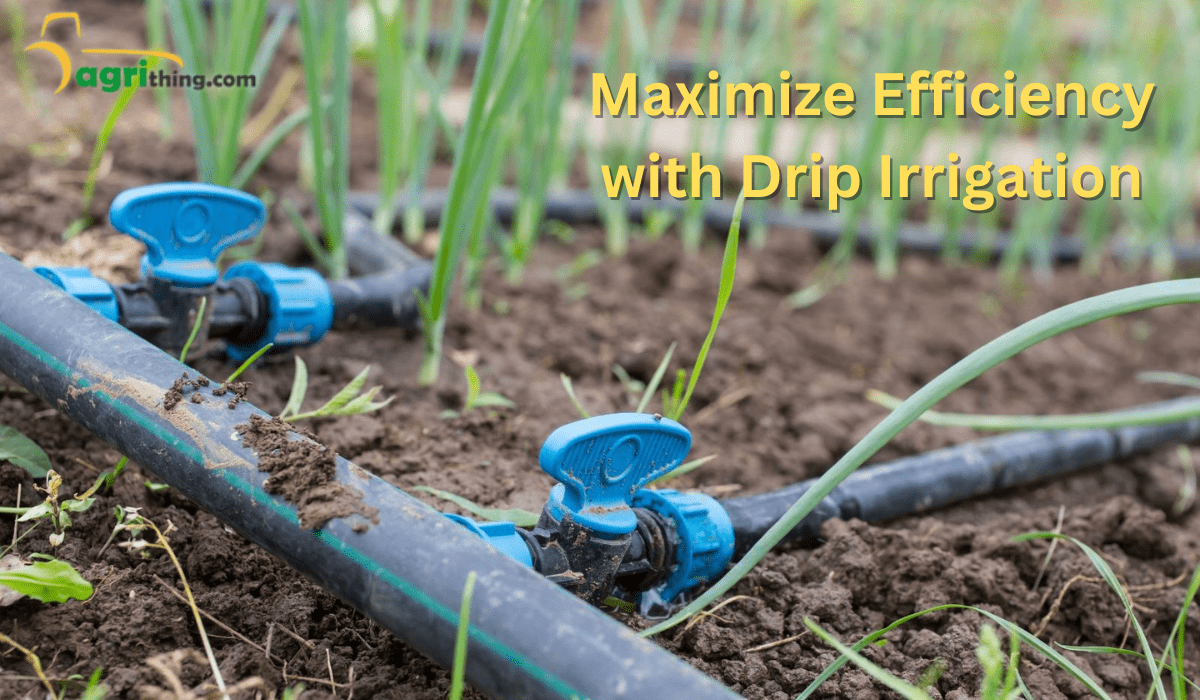 How To Maximize Efficiency With Drip Irrigation Comprehensive Guide