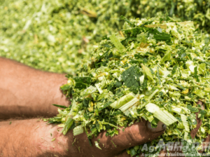 Corn Silage For Sale