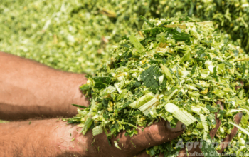Corn Silage For Sale