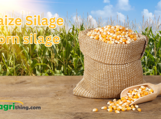 Maize Silage: 100% Premium Quality