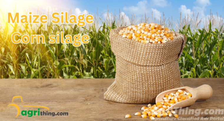 Maize Silage: 100% Premium Quality