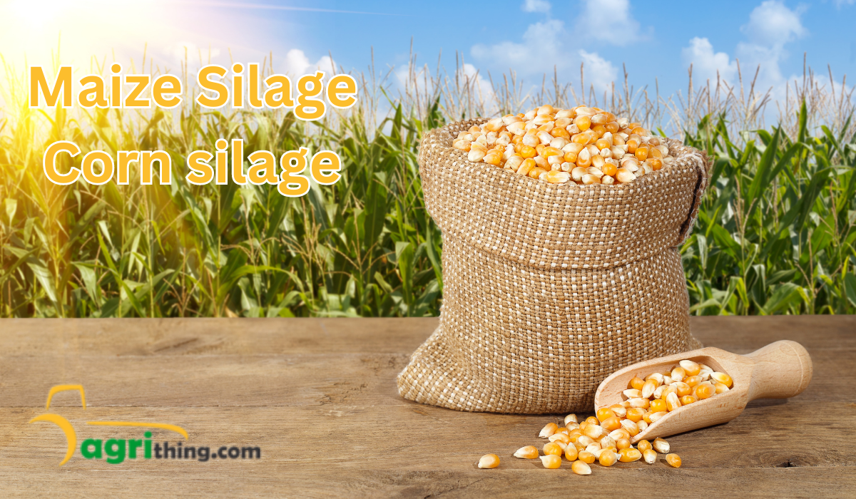 Maize Silage: 100% Premium Quality