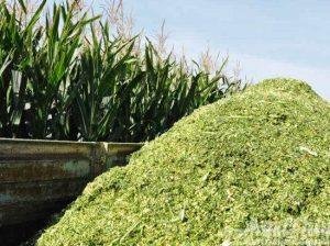 Premium Quality Corn Silage For Sale