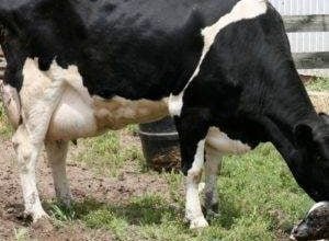 Most Beautiful Cows With Best Milk Yield