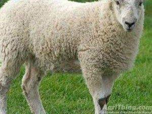 Best Sheep Breeds in Pakistan