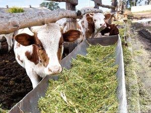 Best Qulaity Corn Silage in Reasoable Price – Delivery Available – Ready Stock