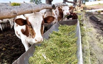 Best Qulaity Corn Silage in Reasoable Price – Delivery Available – Ready Stock