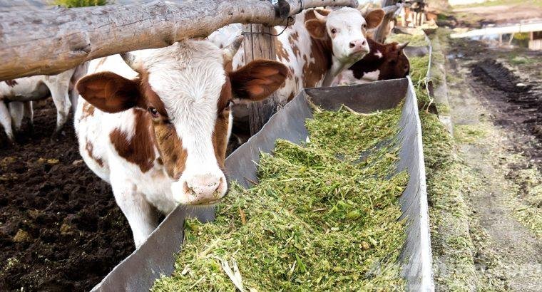 Best Qulaity Corn Silage in Reasoable Price – Delivery Available – Ready Stock