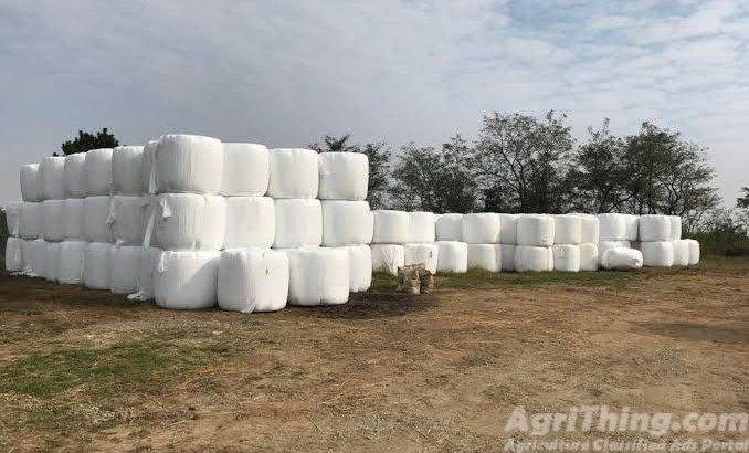 Export quality silage Available in 80 kg bales