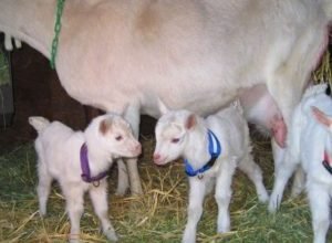 Best Goats Available on Cheap Prices