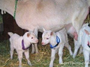 Best Goats Available on Cheap Prices