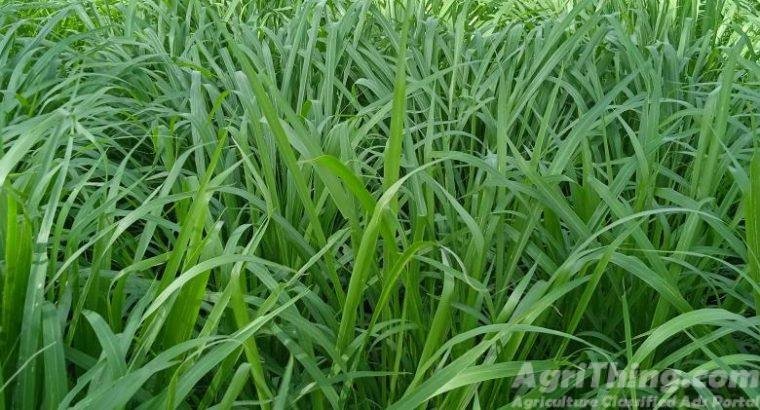 (Green Grass) Kohinoor Bemisal Chara - AgriThing.com