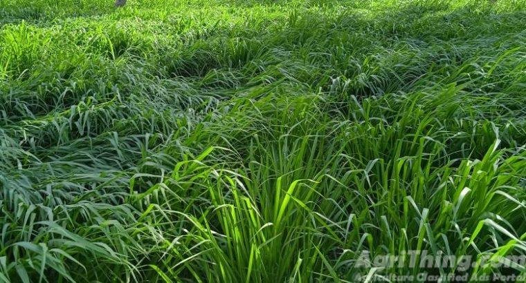 (Green Grass) Kohinoor Bemisal Chara - AgriThing.com