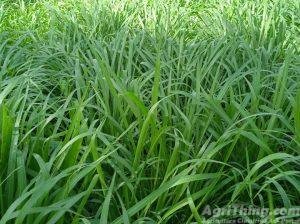 (Green Grass) kohinoor bemisal chara