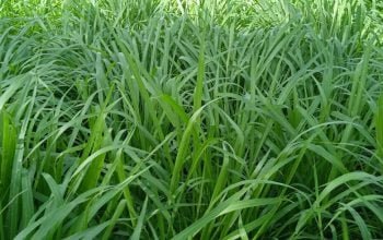 (Green Grass) kohinoor bemisal chara