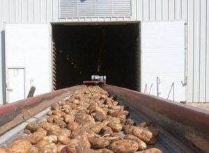 Handling and Chilled Storage of Fresh Potatoes