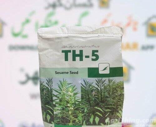 Sesame seed
