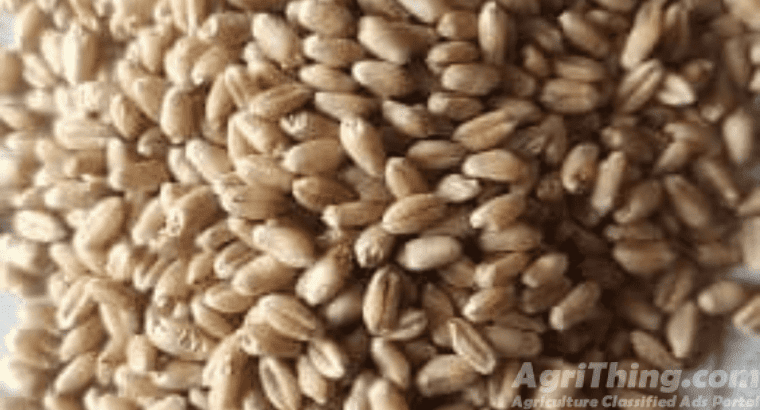 Gandum wheat