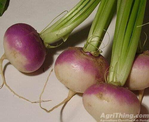 Turnip seed