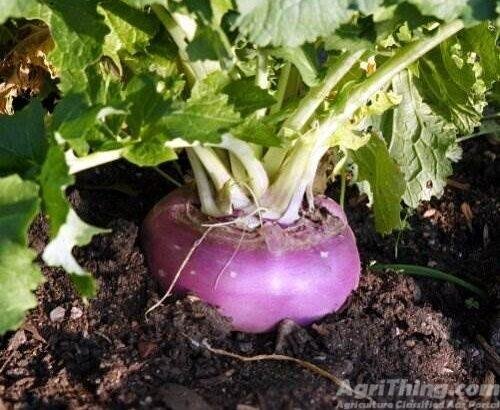 Turnip seed