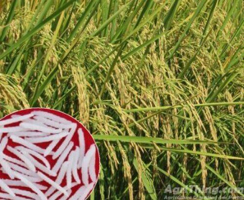 Basmati rice seed