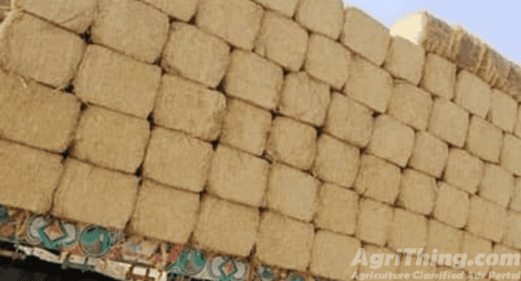 Highest Quality Maize Silage and Wheat Straw