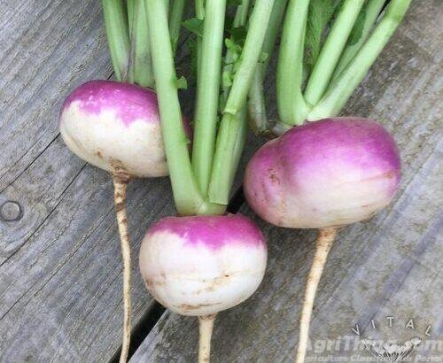 Turnip seed