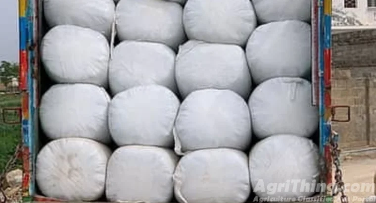 Jaspal gareen Silage