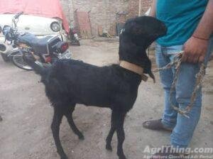 Black Goat sale