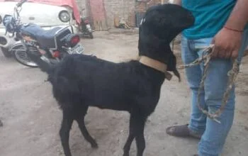 Black Goat sale