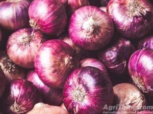 Agriculture Classified Ads - AgriThing.com 13 Onions