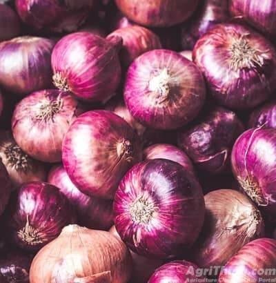 Onions