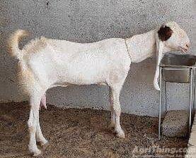 Goat for sale