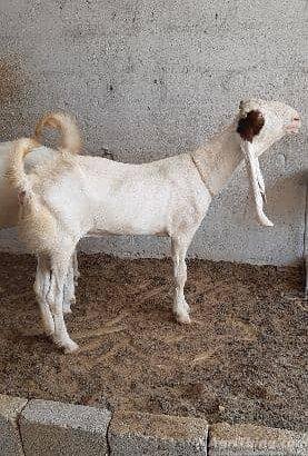 Goat for sale