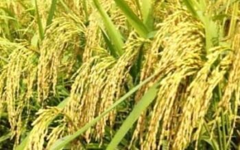 Hybrid rice Seed