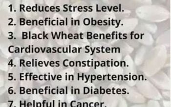 Black Wheat | Kali Gandum | Kali Kanak