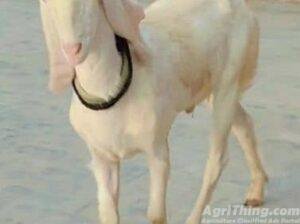White Goat for sale