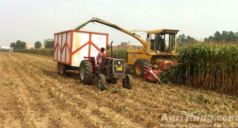 Corn Silage