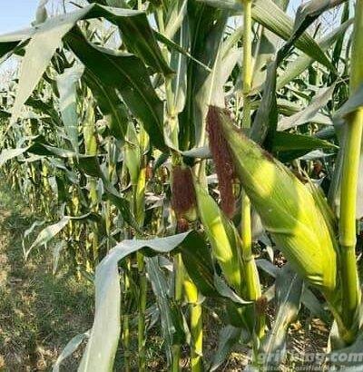 Al khair silage No #1 silage all over the Pakistan