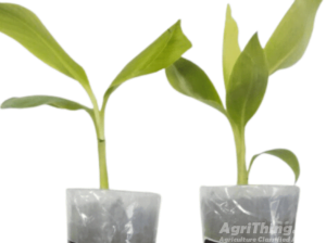 Live Banana Tissue Culture Plant 2pc