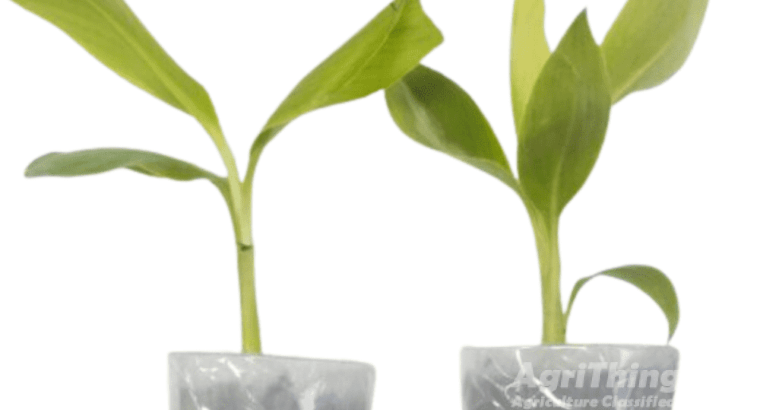 Live Banana Tissue Culture Plant 2pc