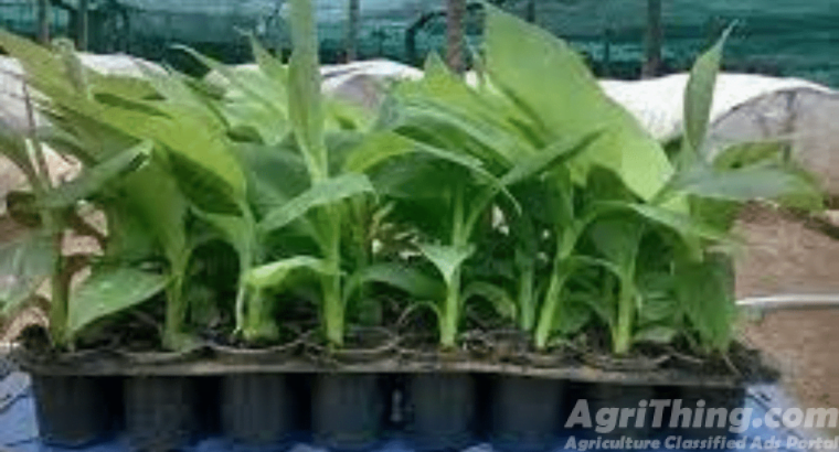 Live Banana Tissue Culture Plant 2pc