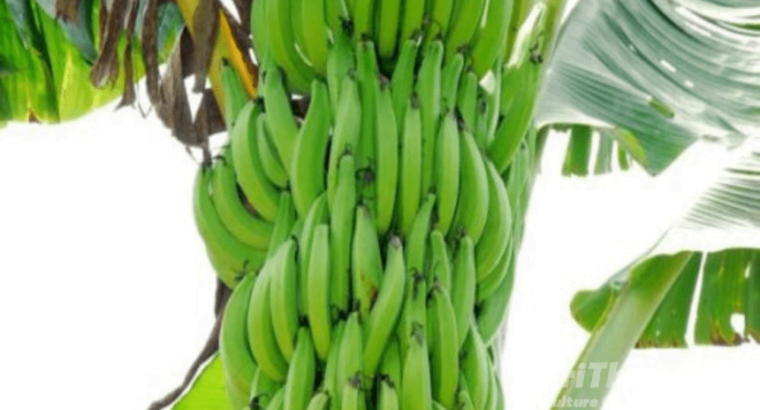 Live Banana Tissue Culture Plant 2pc