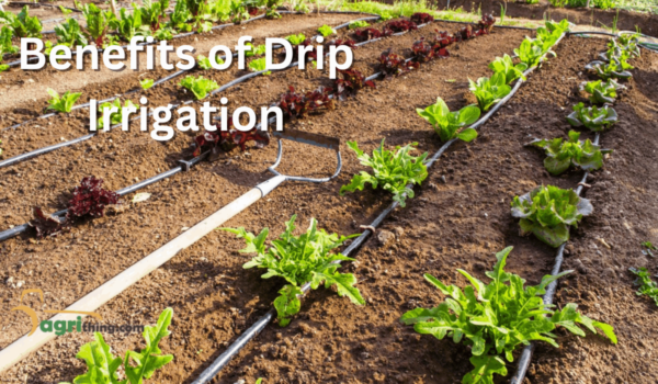 Effortless Gardening: Exploring Drip Irrigation Advantages - AgriThing.com