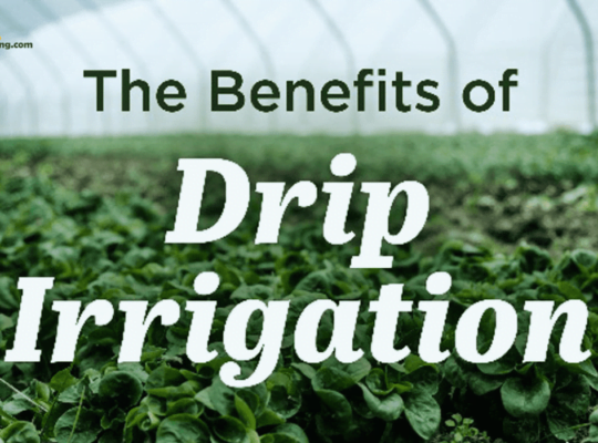 Experience the benefits of Drip Irrigation for Healthy Plants