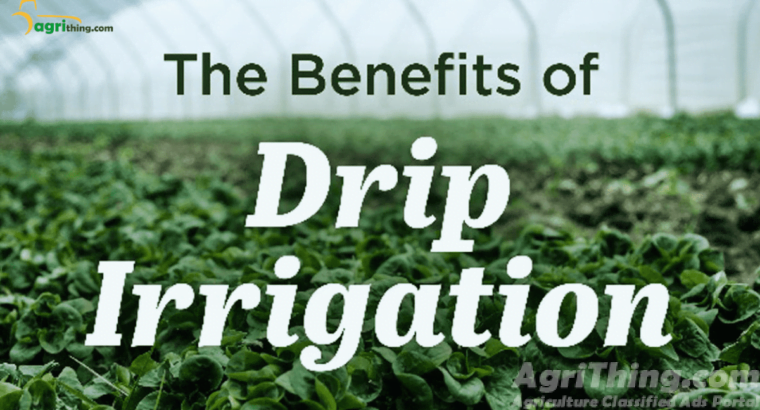 Experience the benefits of Drip Irrigation for Healthy Plants