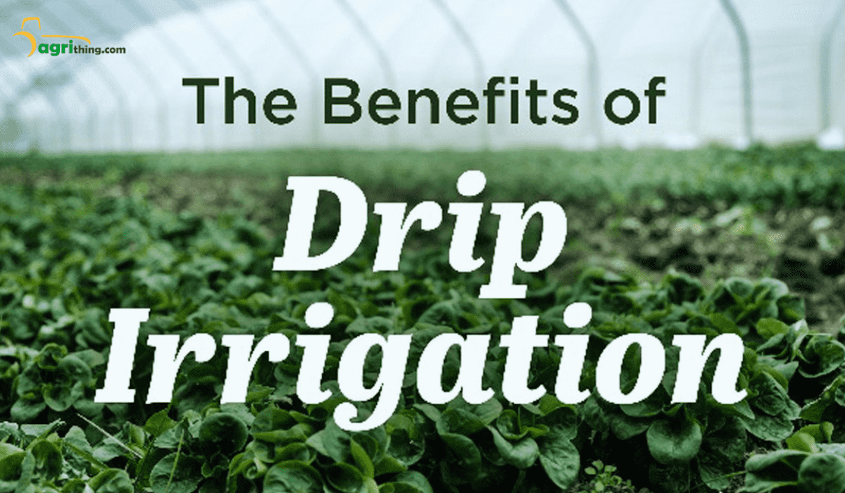 Experience The Benefits Of Drip Irrigation For Healthy Plants ...