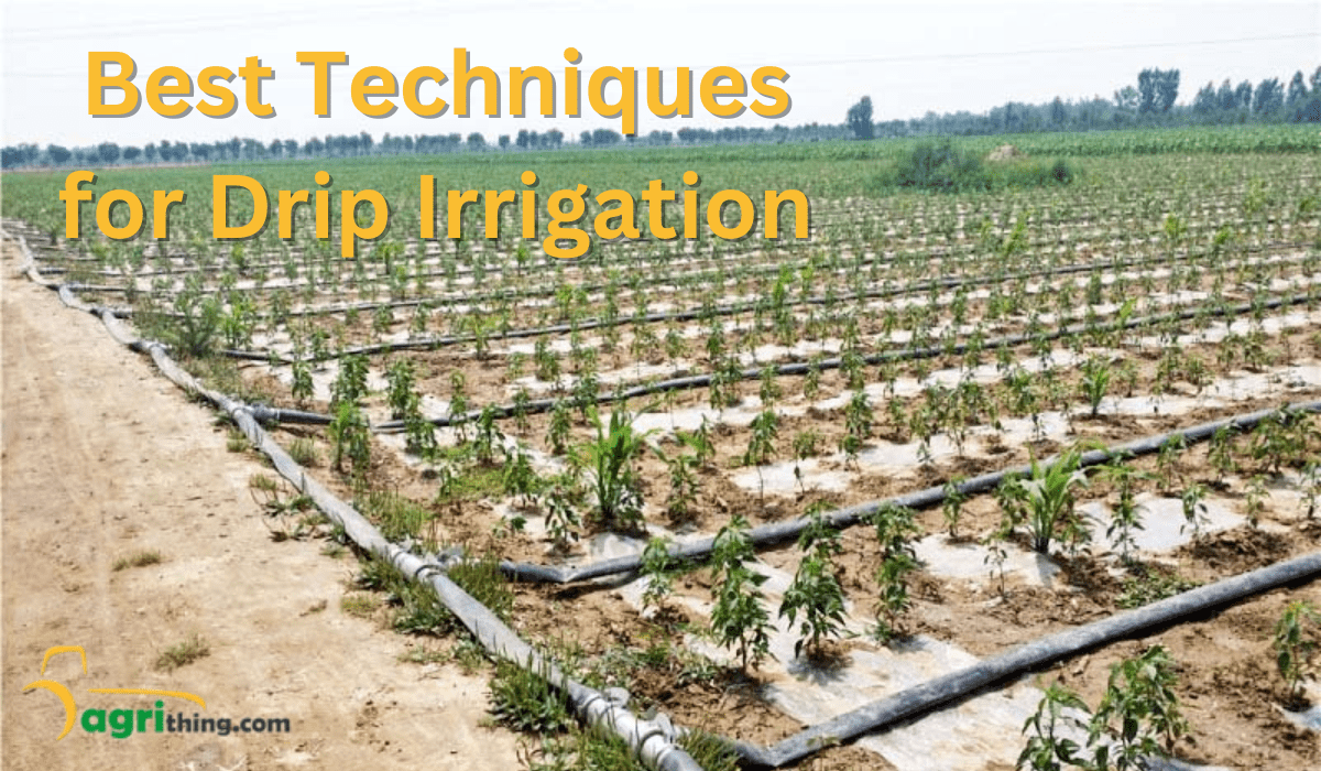 Effortless Gardening: Exploring Drip Irrigation Advantages - AgriThing.com