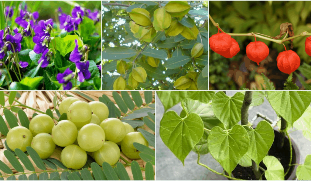 Drip Irrigation for Aromatic Plants: Delightful Scents 5 Best Types of Aromatic Plants