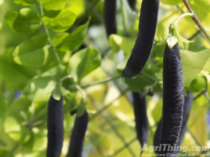 Black Turtle Bush Bean Seeds 1kg